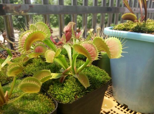 巨夹捕蝇草【食虫植物绿植包邮盆栽趣味咬住吃蚊虫猪笼草食人花】 - 图3