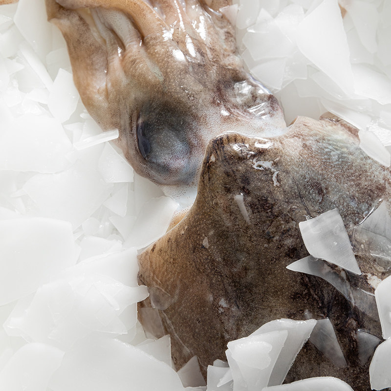 黄渔国墨鱼鲜活大号乌贼新鲜冷冻净目鱼墨斗鱼500g真空一斤装,淘宝优惠券,粉丝福利购,淘宝优惠卷