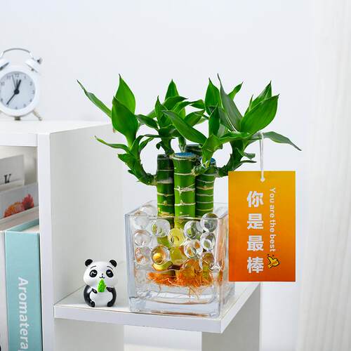 富贵竹水培植物水养文昌竹室内发财招财步步高升转运竹子花卉盆栽 - 图2