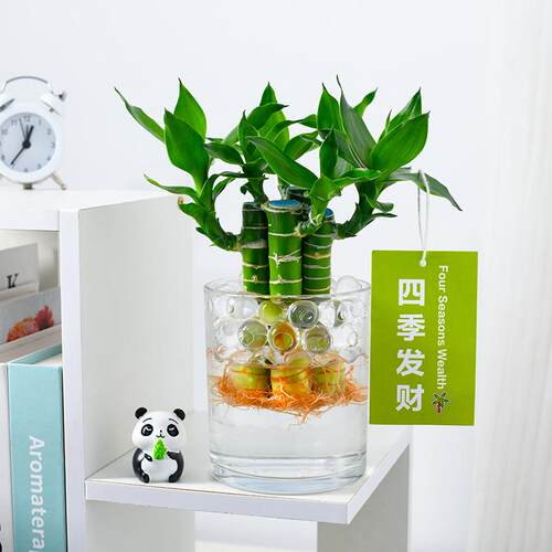 富贵竹水培植物水养文昌竹室内发财招财步步高升转运竹子花卉盆栽 - 图3