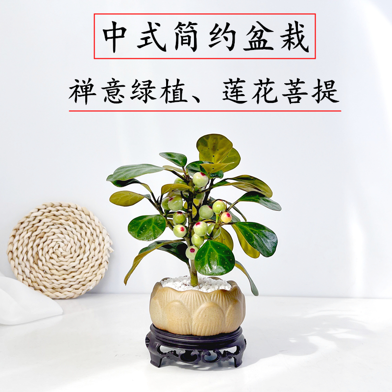 禅意小盼菩提盆栽植物室内花四季客厅观叶办公室绿植好养活盆景树-图1