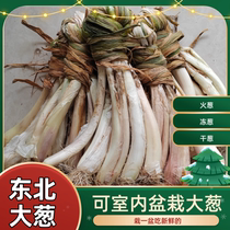 Northeast China scallion scallion scallion scallion Jilin Termini green onion and onion-dipping sauce can be eaten with a can of 3 kilos