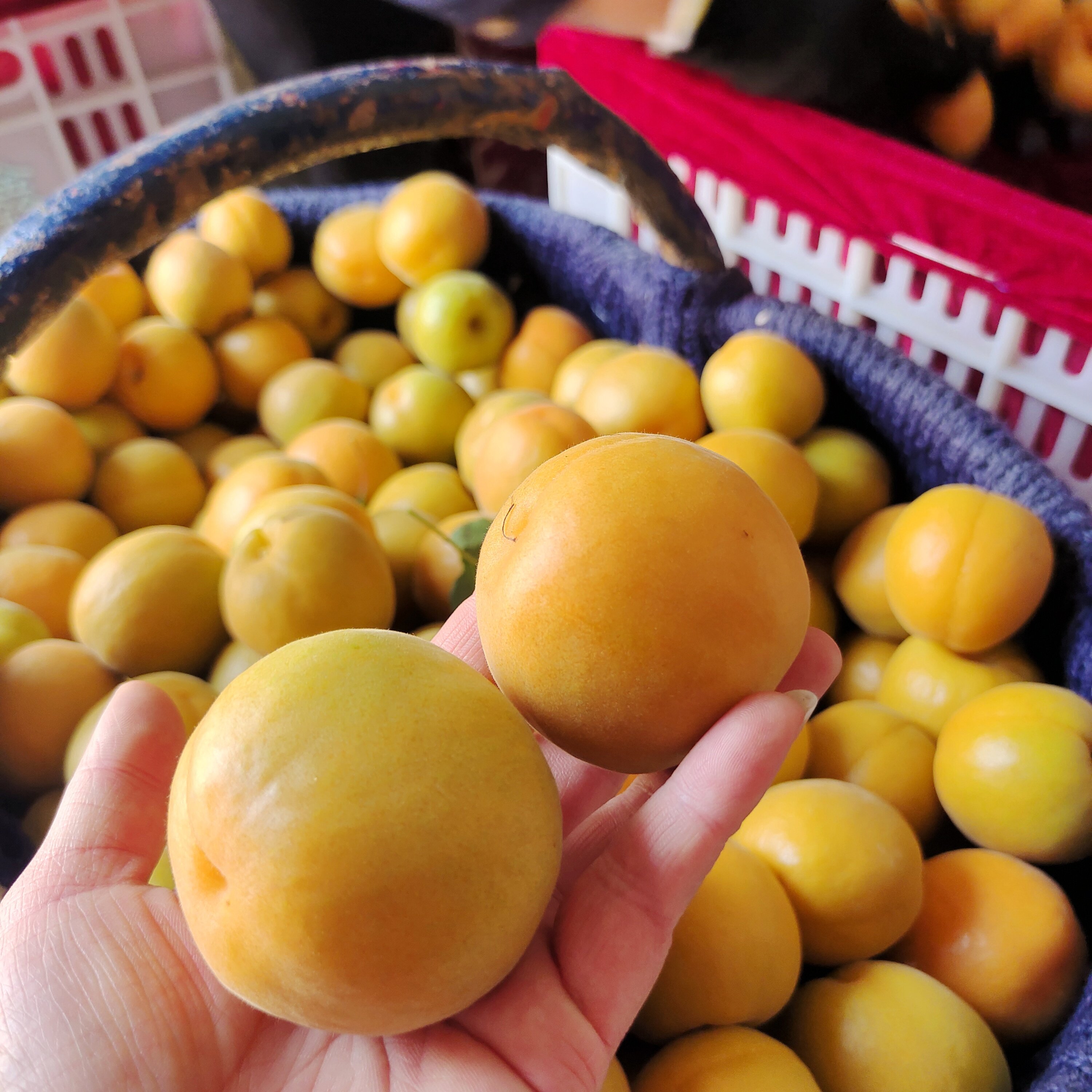 陕西微黄杏硬核酸杏子半青半黄应季新鲜水果农家头茬现摘时令水果