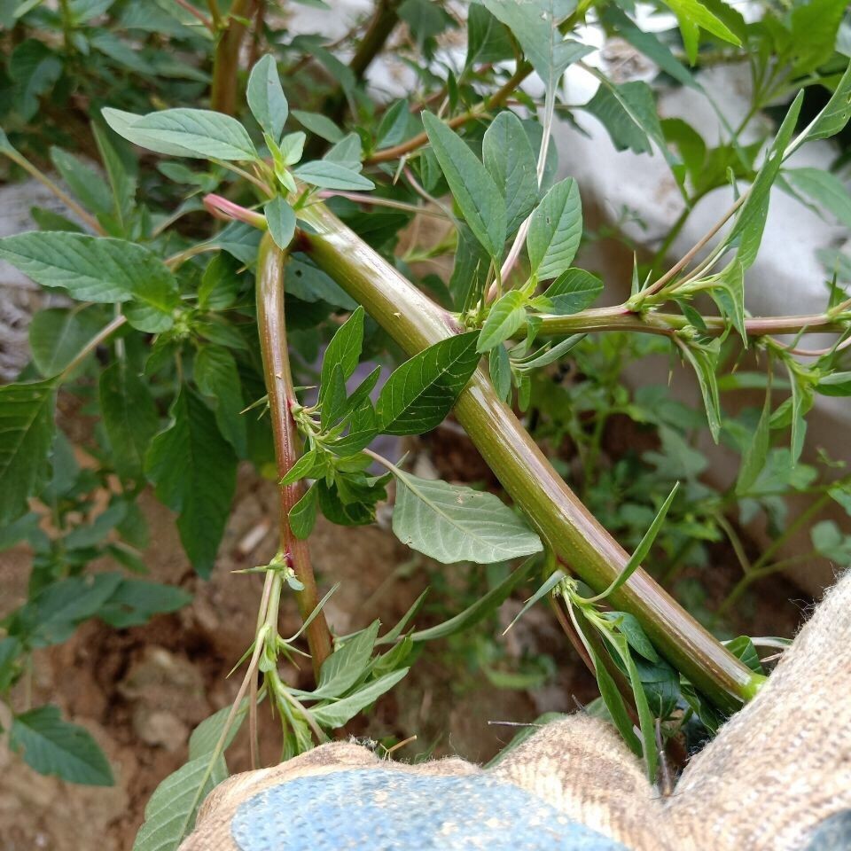 野外自生现挖红刺苋根汉菜梗带筋苋菜猪母刺菜新鲜马屎苋农家铁苋-图1