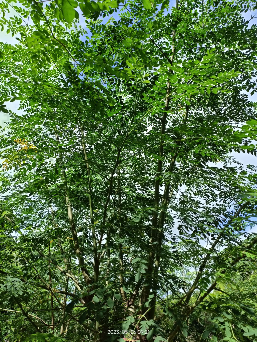 现摘新鲜鼓槌树叶印度南非辣木鲜叶辣木菜成叶素菜高钙素辣木籽叶 - 图3