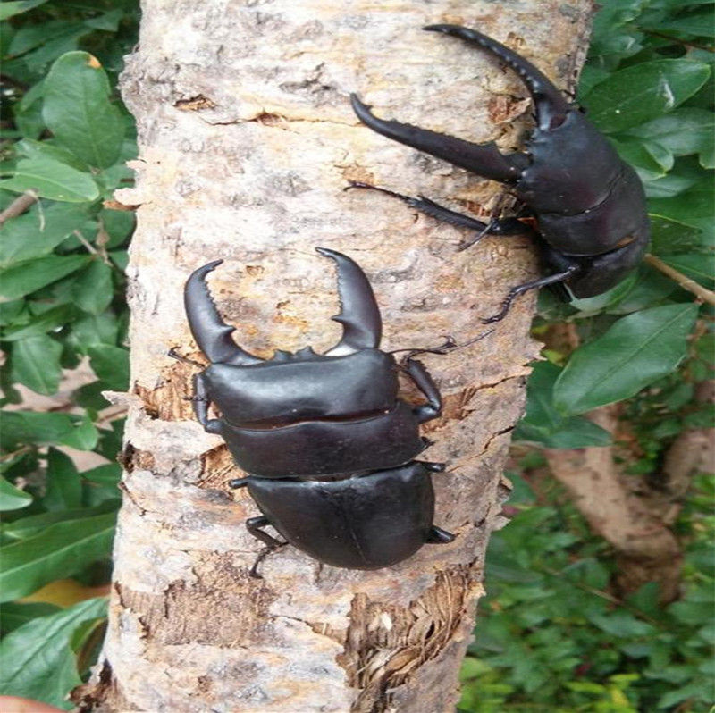 中华大扁锹甲 甲虫宠物活体 成虫昆虫  锹甲虫活体包活包风险