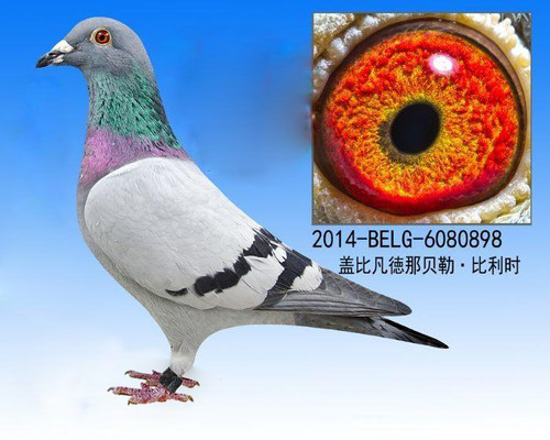 比利时 欧洲原环种鸽 信鸽原环种鸽 - 图1