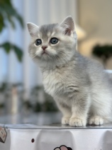 The Blue King Jr.s little sister got home.