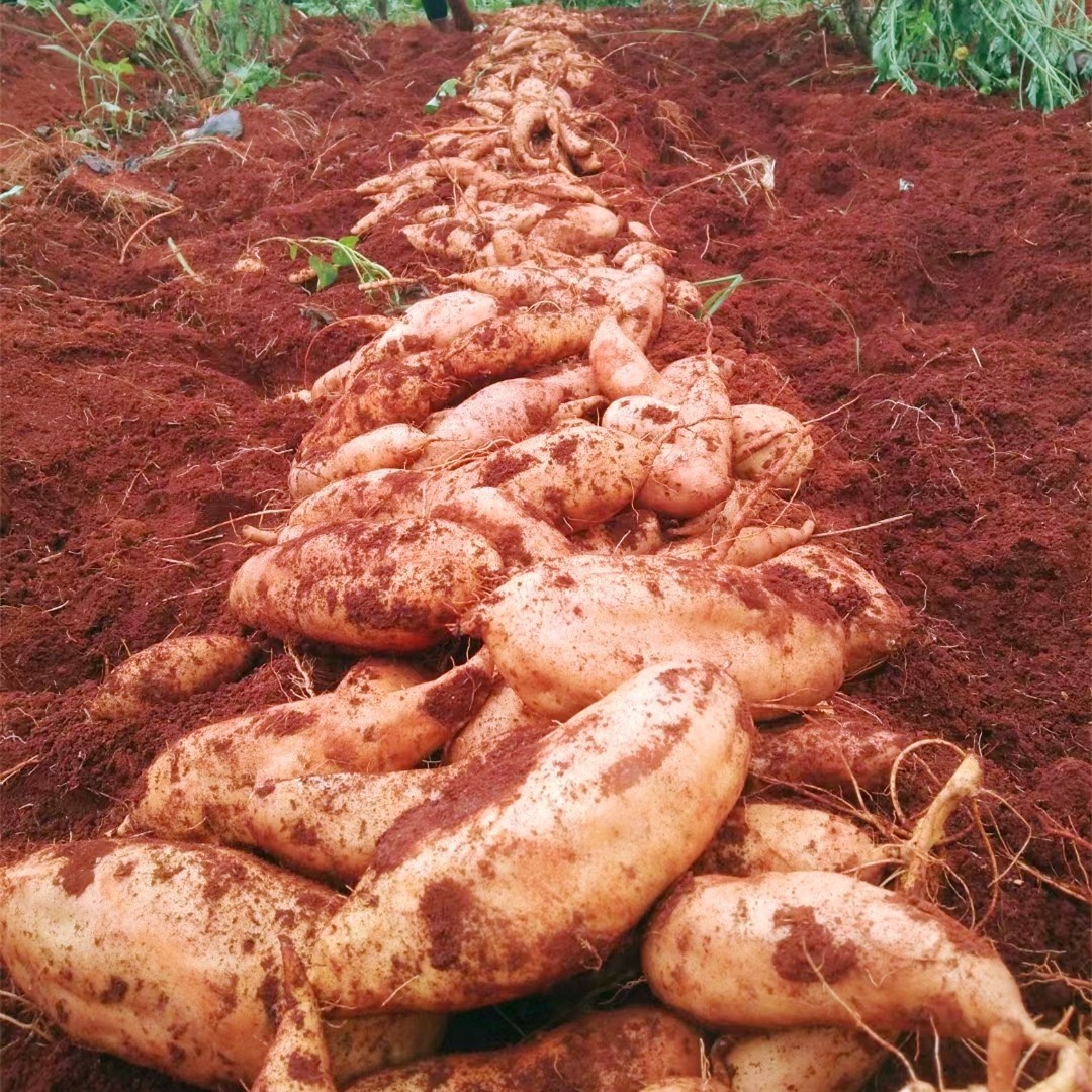 云南特产蜜薯新鲜甜软黄皮黄心红薯烤番薯建水直销农家自种农产品,淘宝优惠券,粉丝福利购,淘宝优惠卷