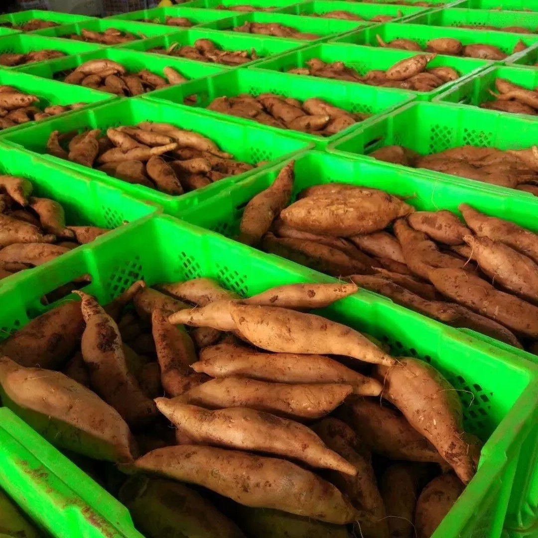 云南特产蜜薯新鲜甜软黄皮黄心红薯烤番薯建水直销农家自种农产品,淘宝优惠券,粉丝福利购,淘宝优惠卷