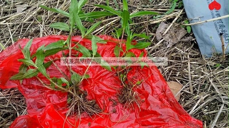 新采摘中药材 旱莲草种子 墨旱莲 鳢肠草 芨芨草 阳台盆栽 包邮 - 图2