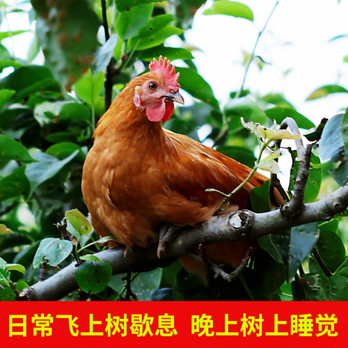 2只正宗农家散养未打鸣童子鸡小公鸡土鸡走地鸡仔鸡草鸡现杀鸡肉 - 图1