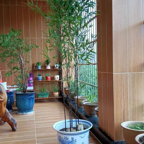 竹子苗四季常青植物庭院种植观赏景观竹金镶玉竹室外黄金竹盆栽竹 - 图0