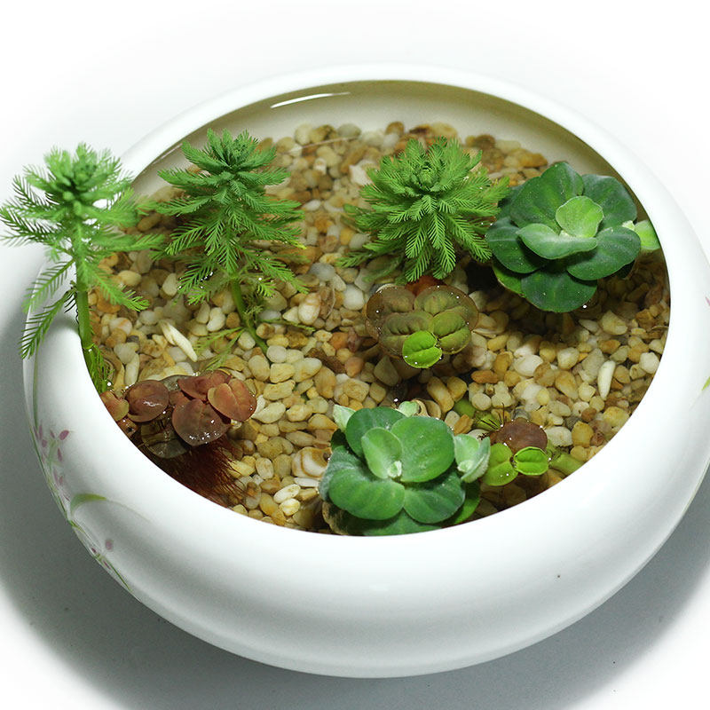 绿狐尾藻水草植物鱼缸池塘盘栽净化水质水土培造景观赏阳台庭院