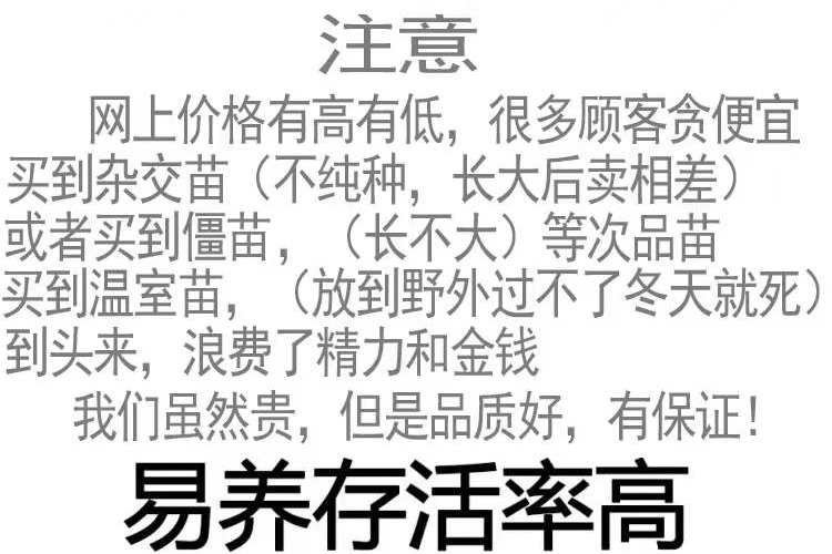 5两6两7两8两鲜活小甲鱼食用活体苗小半斤淡水养殖中华鳖苗小便宜-图3