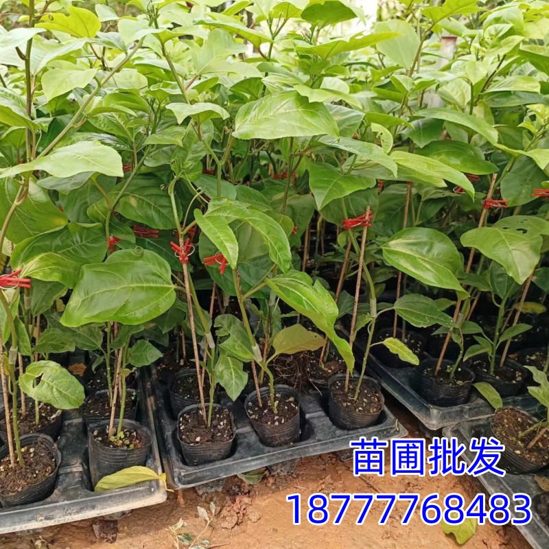 钦蜜9号百香果树果苗纯甜黄金树苗庭院盆栽种植当年结果带土四季 - 图0