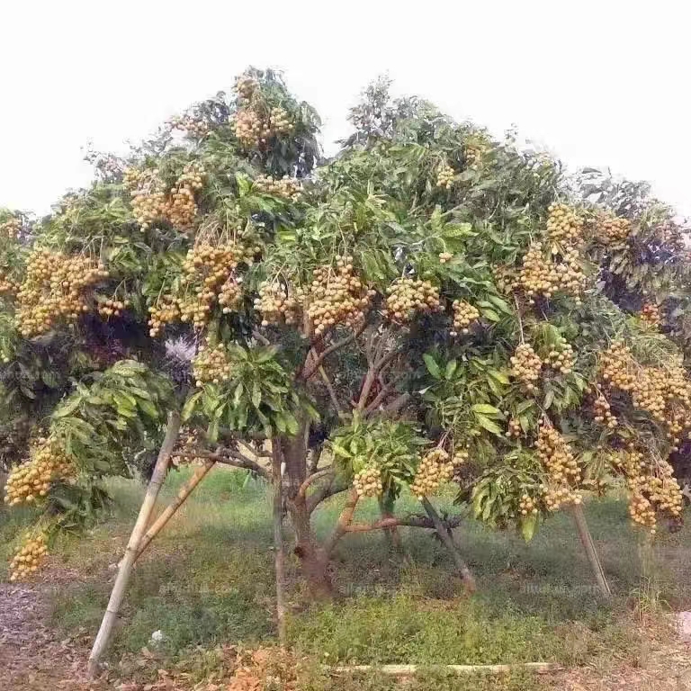 龙眼树苖嫁接盆栽水果树苗储良桂圆石硖南方四季种植地栽当年结果