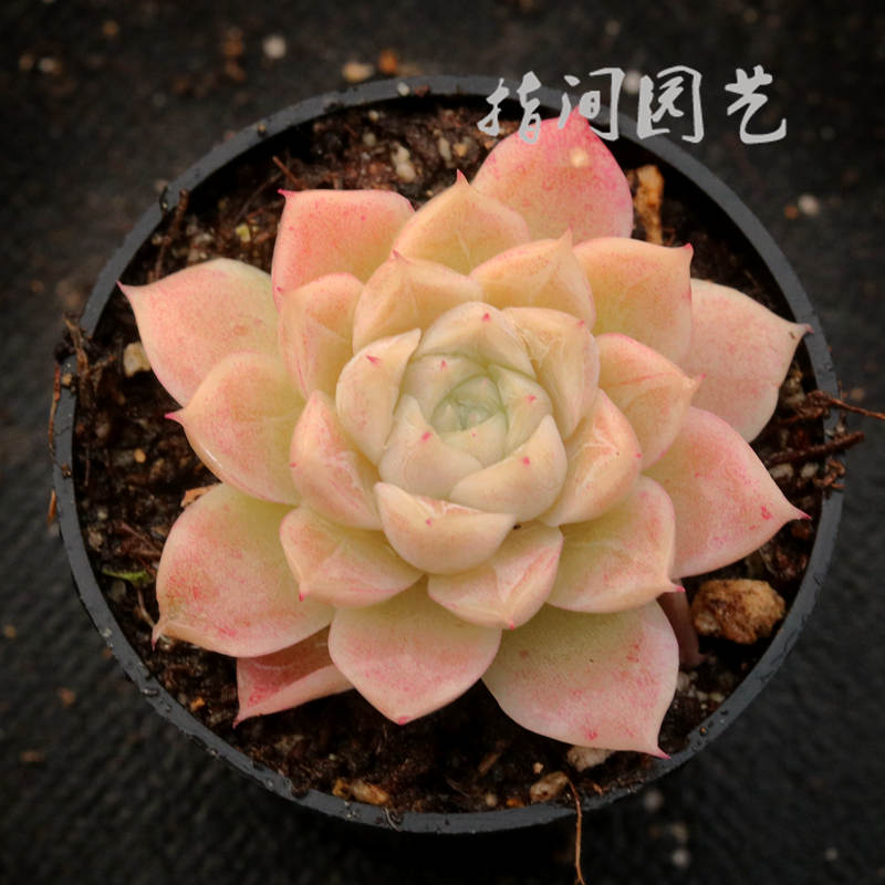 正版白女王颜如玉多肉植物冰雪女王室内阳台组合盆栽指间园艺-图2