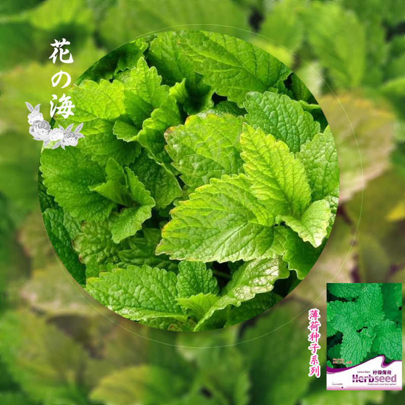 薄荷花 新人首单立减十元 22年6月 淘宝海外