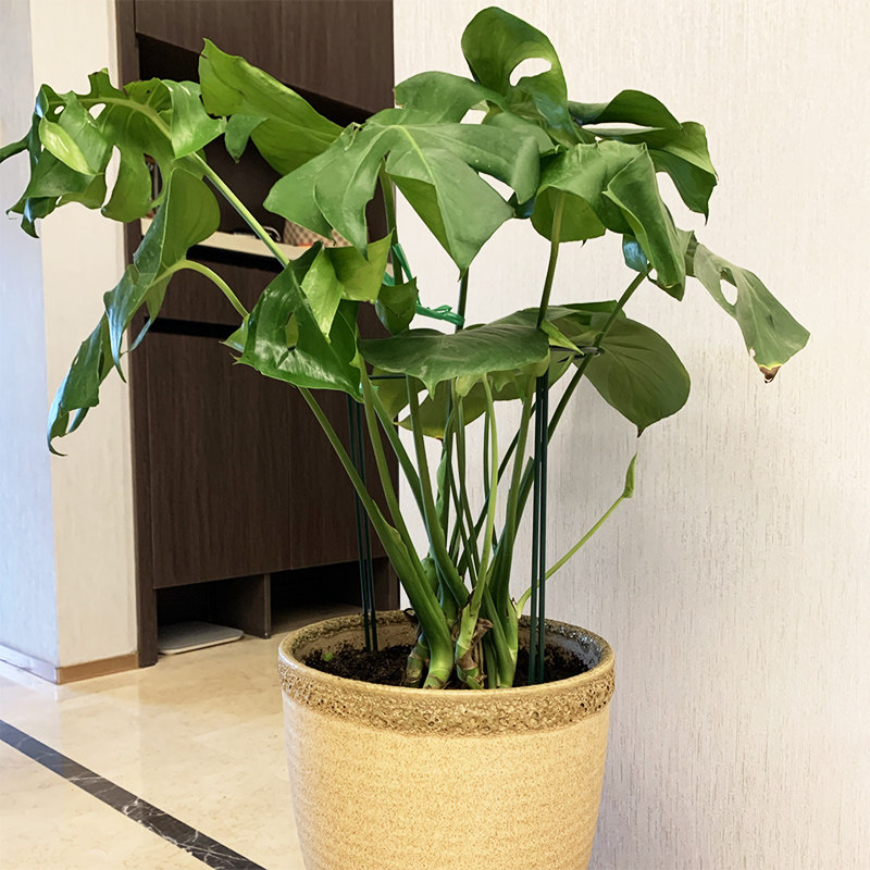 铁艺园艺半圆形支架花架防倒天堂鸟绣球天竺葵龟背竹绿植花卉支撑,淘宝优惠券,粉丝福利购,淘宝优惠卷