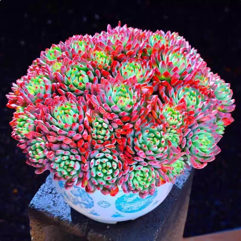 超大蓝苹果老桩多肉植物巨型稀有贵货蓝精灵阳台盆栽新手好养绿植,淘宝优惠券,粉丝福利购,淘宝优惠卷