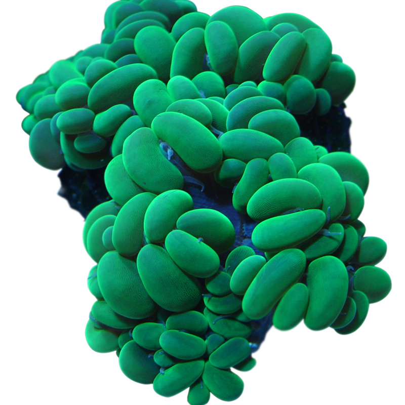 荧光绿气泡白气泡人工繁殖软体珊瑚LPS海水鱼缸真活印尼澳洲沙巴-图3