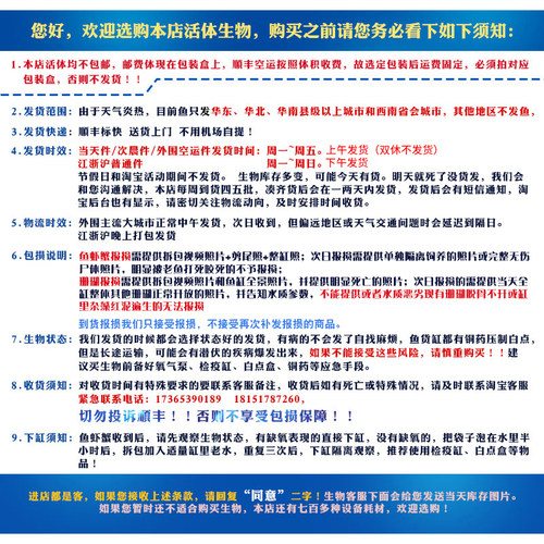 恶魔糖森林大火马提花皇家提灯红花豆丁M属微孔人工繁殖瓦片珊瑚-图2