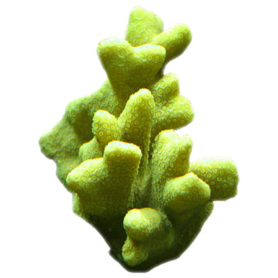 恶魔糖森林大火马提花皇家提灯红花豆丁m属微孔人工繁殖瓦片珊瑚 虎窝淘