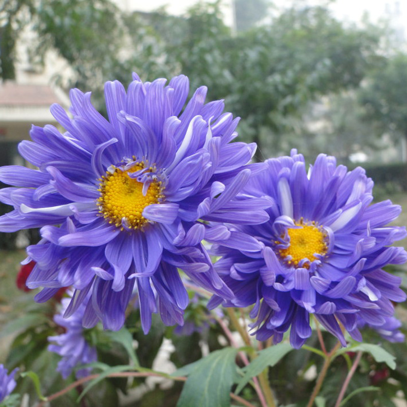 翠菊花种子江西腊种子景观绿化庭院花园草花四季种易活花卉籽包邮 - 图2