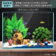 Cartoon Doll Cichlid Breeding Spongebob Pineapple House