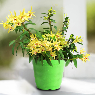 室内植物石斛苗办公室盆栽