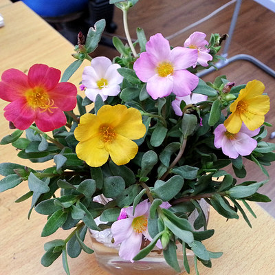 时辰花花卉盆栽太阳花发财树绿萝多肉植物盆栽室内桌面水培绿植 虎窝淘