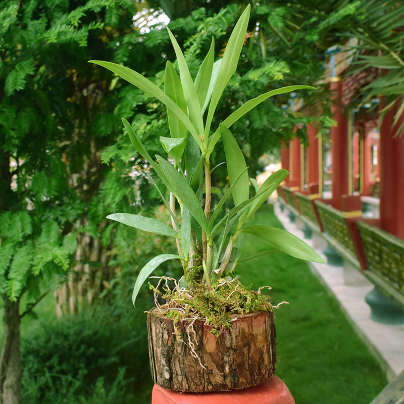 江楠枫 澳洲风紫罗兰石斛树桩铁皮石斛苗室内绿植小植物兰花盆栽