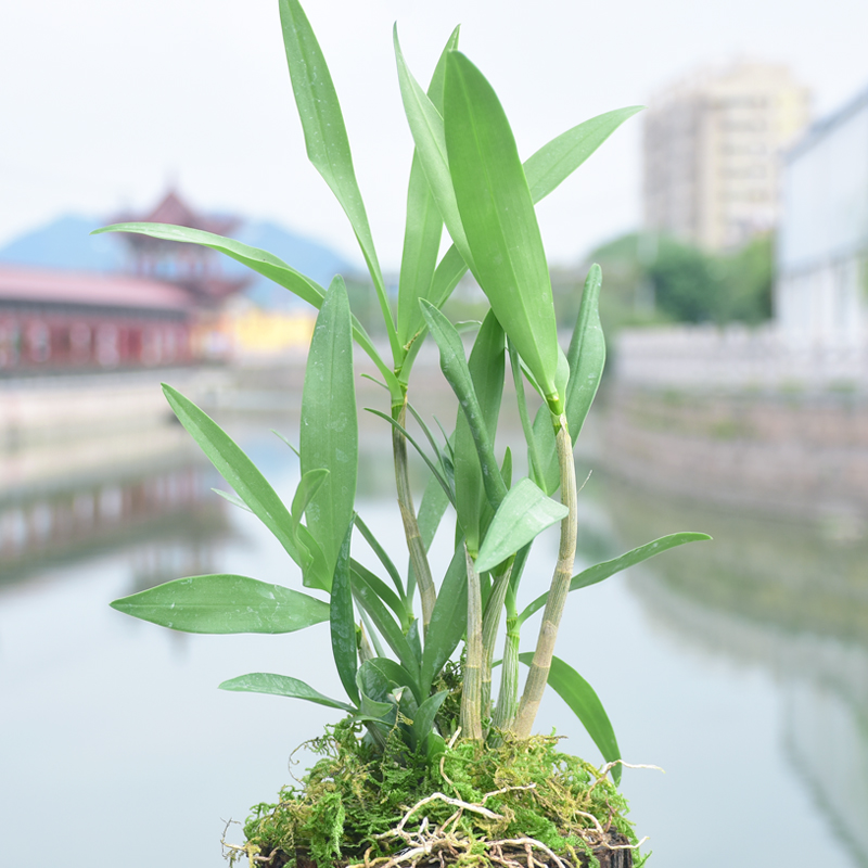 江楠枫 澳洲风紫罗兰石斛树桩铁皮石斛苗室内绿植小植物兰花盆栽