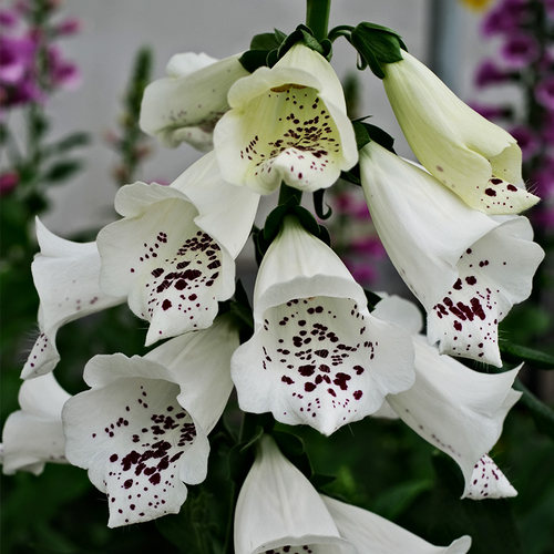 2株毛地黄花苗小苗工程苗穴盘苗盆栽狐狸手套耐寒植物庭院多年生 - 图1