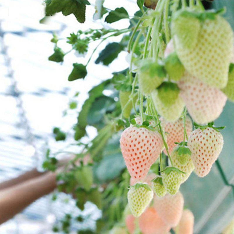 2盆草莓苗秧盆栽带土奶油穴盘大苗红颜阳台庭院室内外家种盆栽,淘宝优惠券,粉丝福利购,淘宝优惠卷