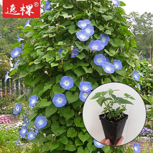 大花牵牛花种籽子孑苗爬藤苗盆栽朝颜四季种开花阳台庭院易种活 - 图2