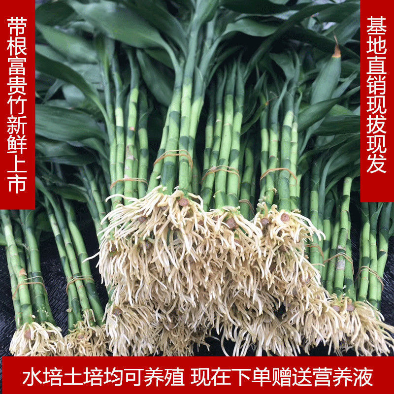 带根大叶富贵竹粗水培植物室内花卉好养四季盆栽客厅大绿植防辐射-图0