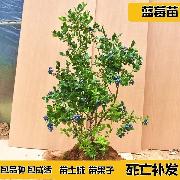 抗病害丰产大果蓝莓树果苗盆栽地载南方北方种植当年结果四季种植-图1