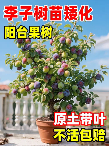 矮化盆栽李子树苗嫁接李子苗盆栽地栽南北方种植当年结果 - 图3