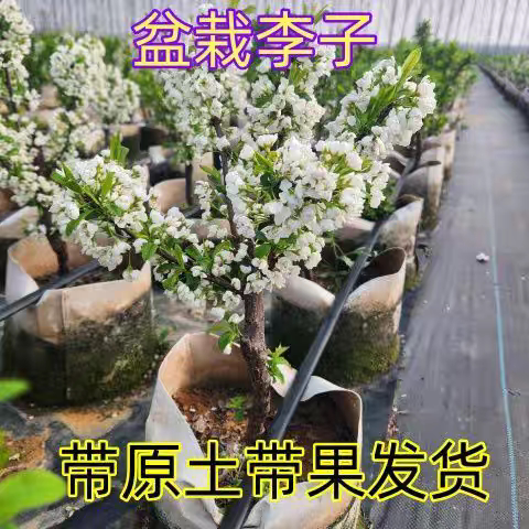 矮化盆栽李子树苗嫁接李子苗盆栽地栽南北方种植当年结果 - 图2