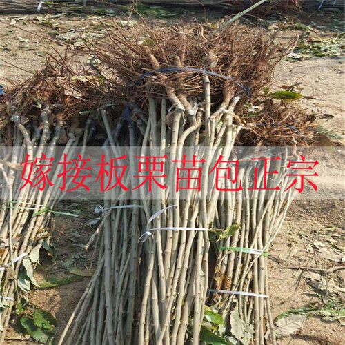 果树苗板栗树苗南方北方种植当年结果庭院果树苗盆栽地栽板栗苗 - 图1