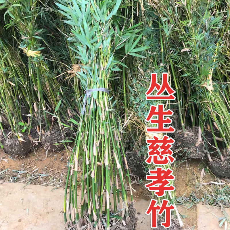 竹子苗慈孝竹庭院观赏竹四季种植丛生竹大型窝竹凤尾竹阳台盆栽竹-图0