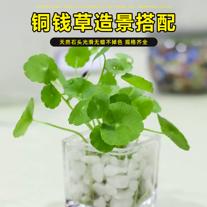 铜钱草碗莲水仙花郁金香绿萝富贵竹水培石子植物固定装饰彩色石头