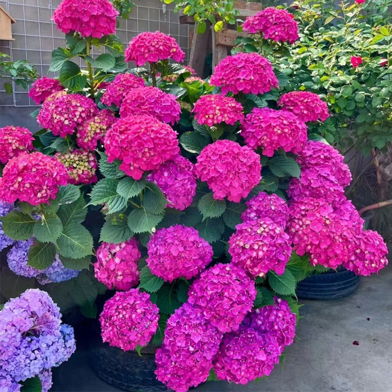 绣球花苗植物无尽夏开花四季开花盆栽花卉植物室内易养活阳台庭院-图3