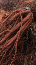 Authentic tonic-red ginseng blood red ginseng winter new stock of fresh stock 500 gr