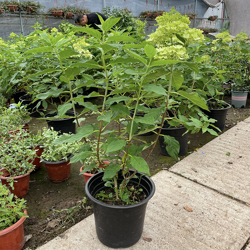 北极熊植物庭院花卉阳台花特大耐寒盆栽本木地栽花苗圆锥绣球绿植 - 图1