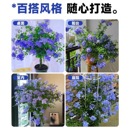 蓝雪花盆栽苗四季开阳台绿植耐热棒棒糖庭院花卉大白雪花耐寒老桩 - 图2