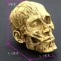 Xingyi Art with human skull model Musculoskeletal head Skull Skull Painting Reference Chest of Anatomical Fine Arts