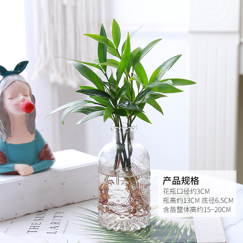 办公室养眼小绿植竹柏盆栽四季养好活花卉懒人桌面水培观叶植物,淘宝优惠券,粉丝福利购,淘宝优惠卷